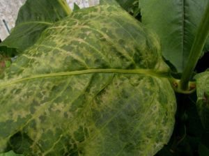Virus Symptoms on leaf
